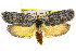 ( - 11ANIC-08642)  @13 [ ] CreativeCommons - Attribution (2011) ANIC/CBG Photography Group Centre for Biodiversity Genomics