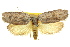  ( - 11ANIC-08643)  @11 [ ] CreativeCommons - Attribution (2011) ANIC/CBG Photography Group Centre for Biodiversity Genomics