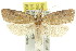  ( - 11ANIC-08653)  @13 [ ] CreativeCommons - Attribution (2011) ANIC/CBG Photography Group Centre for Biodiversity Genomics