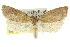  ( - 11ANIC-08654)  @11 [ ] CreativeCommons - Attribution (2011) ANIC/CBG Photography Group Centre for Biodiversity Genomics