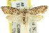  ( - 11ANIC-08664)  @11 [ ] CreativeCommons - Attribution (2011) ANIC/CBG Photography Group Centre for Biodiversity Genomics