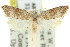  ( - 11ANIC-08668)  @11 [ ] CreativeCommons - Attribution (2011) ANIC/CBG Photography Group Centre for Biodiversity Genomics