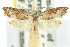  ( - 11ANIC-08669)  @11 [ ] CreativeCommons - Attribution (2011) ANIC/CBG Photography Group Centre for Biodiversity Genomics