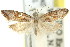  ( - 11ANIC-08671)  @11 [ ] CreativeCommons - Attribution (2011) ANIC/CBG Photography Group Centre for Biodiversity Genomics