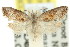  ( - 11ANIC-08673)  @11 [ ] CreativeCommons - Attribution (2011) ANIC/CBG Photography Group Centre for Biodiversity Genomics