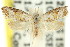  ( - 11ANIC-08676)  @11 [ ] CreativeCommons - Attribution (2011) ANIC/CBG Photography Group Centre for Biodiversity Genomics