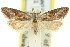  ( - 11ANIC-08680)  @11 [ ] CreativeCommons - Attribution (2011) ANIC/CBG Photography Group Centre for Biodiversity Genomics