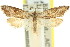  ( - 11ANIC-08682)  @11 [ ] CreativeCommons - Attribution (2011) ANIC/CBG Photography Group Centre for Biodiversity Genomics