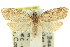  ( - 11ANIC-08685)  @13 [ ] CreativeCommons - Attribution (2011) ANIC/CBG Photography Group Centre for Biodiversity Genomics