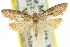  ( - 11ANIC-08692)  @11 [ ] CreativeCommons - Attribution (2011) ANIC/CBG Photography Group Centre for Biodiversity Genomics