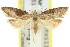  ( - 11ANIC-08693)  @13 [ ] CreativeCommons - Attribution (2011) ANIC/CBG Photography Group Centre for Biodiversity Genomics