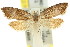  ( - 11ANIC-08695)  @12 [ ] CreativeCommons - Attribution (2011) ANIC/CBG Photography Group Centre for Biodiversity Genomics