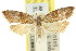  ( - 11ANIC-08696)  @13 [ ] CreativeCommons - Attribution (2011) ANIC/CBG Photography Group Centre for Biodiversity Genomics