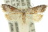 ( - 11ANIC-08699)  @11 [ ] CreativeCommons - Attribution (2011) ANIC/CBG Photography Group Centre for Biodiversity Genomics