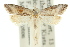  ( - 11ANIC-08700)  @11 [ ] CreativeCommons - Attribution (2011) ANIC/CBG Photography Group Centre for Biodiversity Genomics