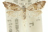  ( - 11ANIC-08710)  @12 [ ] CreativeCommons - Attribution (2011) ANIC/CBG Photography Group Centre for Biodiversity Genomics