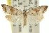  ( - 11ANIC-08713)  @11 [ ] CreativeCommons - Attribution (2011) ANIC/CBG Photography Group Centre for Biodiversity Genomics