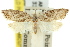  ( - 11ANIC-08719)  @11 [ ] CreativeCommons - Attribution (2011) ANIC/CBG Photography Group Centre for Biodiversity Genomics