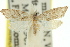  ( - 11ANIC-08720)  @12 [ ] CreativeCommons - Attribution (2011) ANIC/CBG Photography Group Centre for Biodiversity Genomics