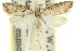  (Peraglyphis sp. ANIC10 - 11ANIC-08721)  @11 [ ] CreativeCommons - Attribution (2011) ANIC/CBG Photography Group Centre for Biodiversity Genomics