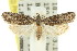 ( - 11ANIC-08735)  @11 [ ] CreativeCommons - Attribution (2011) ANIC/CBG Photography Group Centre for Biodiversity Genomics