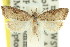  ( - 11ANIC-08744)  @11 [ ] CreativeCommons - Attribution (2011) ANIC/CBG Photography Group Centre for Biodiversity Genomics