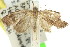  ( - 11ANIC-08749)  @12 [ ] CreativeCommons - Attribution (2011) ANIC/CBG Photography Group Centre for Biodiversity Genomics