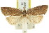  ( - 11ANIC-08751)  @13 [ ] CreativeCommons - Attribution (2011) ANIC/CBG Photography Group Centre for Biodiversity Genomics