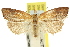  ( - 11ANIC-08757)  @11 [ ] CreativeCommons - Attribution (2011) ANIC/CBG Photography Group Centre for Biodiversity Genomics