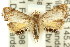  ( - 11ANIC-08765)  @13 [ ] CreativeCommons - Attribution (2011) ANIC/CBG Photography Group Centre for Biodiversity Genomics