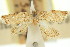  (Drachmobola strigulata - 11ANIC-08775)  @11 [ ] CreativeCommons - Attribution (2011) ANIC/CBG Photography Group Centre for Biodiversity Genomics