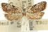  ( - 11ANIC-08777)  @11 [ ] CreativeCommons - Attribution (2011) ANIC/CBG Photography Group Centre for Biodiversity Genomics