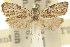  ( - 11ANIC-08779)  @11 [ ] CreativeCommons - Attribution (2011) ANIC/CBG Photography Group Centre for Biodiversity Genomics