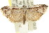  ( - 11ANIC-08795)  @14 [ ] CreativeCommons - Attribution (2011) ANIC/CBG Photography Group Centre for Biodiversity Genomics