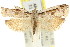  ( - 11ANIC-08797)  @14 [ ] CreativeCommons - Attribution (2011) ANIC/CBG Photography Group Centre for Biodiversity Genomics