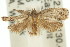  ( - 11ANIC-08803)  @13 [ ] CreativeCommons - Attribution (2011) ANIC/CBG Photography Group Centre for Biodiversity Genomics