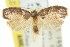 (Anameristes - 11ANIC-08804)  @11 [ ] CreativeCommons - Attribution (2011) ANIC/CBG Photography Group Centre for Biodiversity Genomics