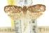  ( - 11ANIC-08805)  @11 [ ] CreativeCommons - Attribution (2011) ANIC/CBG Photography Group Centre for Biodiversity Genomics