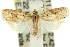  (Asterolepis - 11ANIC-08809)  @14 [ ] CreativeCommons - Attribution (2011) ANIC/CBG Photography Group Centre for Biodiversity Genomics