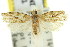  ( - 11ANIC-08813)  @11 [ ] CreativeCommons - Attribution (2011) ANIC/CBG Photography Group Centre for Biodiversity Genomics