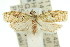  ( - 11ANIC-08817)  @13 [ ] CreativeCommons - Attribution (2011) ANIC/CBG Photography Group Centre for Biodiversity Genomics