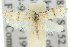  ( - 11ANIC-08823)  @12 [ ] CreativeCommons - Attribution (2011) ANIC/CBG Photography Group Centre for Biodiversity Genomics
