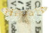  ( - 11ANIC-08824)  @11 [ ] CreativeCommons - Attribution (2011) ANIC/CBG Photography Group Centre for Biodiversity Genomics