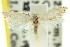  ( - 11ANIC-08825)  @13 [ ] CreativeCommons - Attribution (2011) ANIC/CBG Photography Group Centre for Biodiversity Genomics