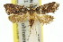  ( - 11ANIC-08836)  @14 [ ] CreativeCommons - Attribution (2011) ANIC/CBG Photography Group Centre for Biodiversity Genomics