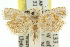  ( - 11ANIC-08863)  @13 [ ] CreativeCommons - Attribution (2011) ANIC/CBG Photography Group Centre for Biodiversity Genomics