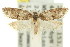  ( - 11ANIC-08872)  @11 [ ] CreativeCommons - Attribution (2011) ANIC/CBG Photography Group Centre for Biodiversity Genomics