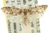  ( - 11ANIC-08873)  @11 [ ] CreativeCommons - Attribution (2011) ANIC/CBG Photography Group Centre for Biodiversity Genomics