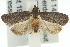  ( - 11ANIC-08880)  @13 [ ] CreativeCommons - Attribution (2011) ANIC/CBG Photography Group Centre for Biodiversity Genomics