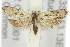  ( - 11ANIC-08884)  @13 [ ] CreativeCommons - Attribution (2011) ANIC/CBG Photography Group Centre for Biodiversity Genomics